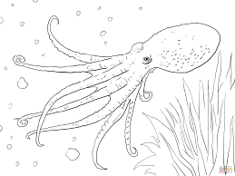 Octopus is an invertebrate that has eight arms, round body, hard beak and two bulging eyes. Musky Octopus Coloring Page Octopus Coloring Page Coloring Pages Animal Coloring Pages