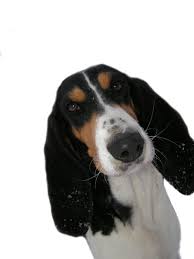 Image result for jurský honič