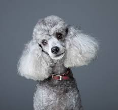 Longer legs with scissored style mean this will be a more expensive cut, but a must for poodle owners that want to keep that lovely show pet trim. The Poodle Temperament The Top 6 Things You Absolutely Got To Know
