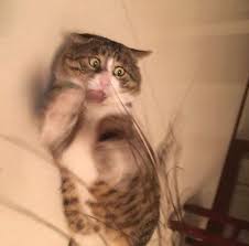 This Expressive Fat Cat Is Going Viral For His Hilariously Dramatic Reactions