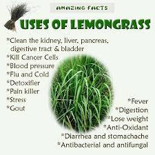 Need A Kidney Liver Pancreas Cleanse Consider All Natural Lemongrass Oil Feel Free To Message Me With Any Questions Herbal Medicine Herbalism Lemon Grass