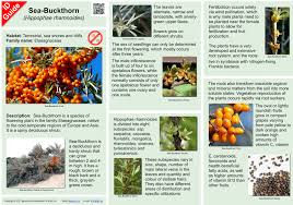 Image result for Hippocratea apocynoides