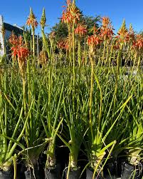 Image result for Aloe cooperi