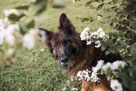 The tan in tan & black and red in red & black is often seen as two different colors of german shepherds. Long Haired German Shepherd Dog High Quality Stock Photos Creative Market