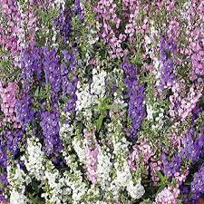 Angelonia Serena Mix Seeds P Pkt Of 10 Seeds Dry Garden Meditation Garden Plants