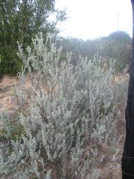 Image result for Pentzia