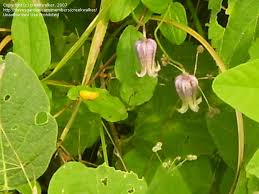 Leather flower, clematis viorna in bloom. Plantfiles Pictures Clematis Species Bluebill Vase Vine Leather Flower Clematis Viorna By Creekwalker
