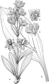 Image result for Chironia laxiflora