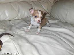 Dachshund puppies for sale birmingham alabama. Chihuahua Puppies For Sale In Birmingham Al Petsidi