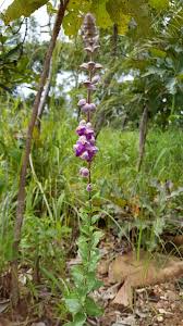 Image result for Tinnea