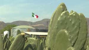 A nearby gardener will watch over the growing prickly pear cactus at the cost of 15 jangerberries. Climate Change Mexican Company Harnesses The Power Of Pickly Pear Cactus To Fuel Cars Cnn