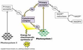 We did not find results for: If Mitochondria Produce Atp In Animals And Chloroplasts Produce Atp In Plants What Do Mitochondria Do In Plants Quora