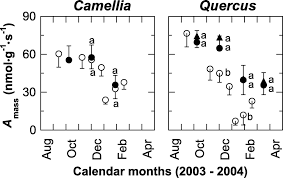 With leaves in place they should be able to photosynthesize all winter long. Photosynthesis And Physiological Traits Of Evergreen Broadleafed Saplings During Winter Under Different Light Environments In A Temperate Forest