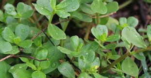 The leaves are thick and waxy, resembling a jade plant. Purslane Identification And Uses A Plant Profile The Survival Gardener