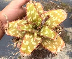 Image result for Aloe cameronii × greatheadii