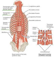 The muscles of the lower back, including the erector spinae and quadratus lumborum muscles, contract to extend and laterally bend the vertebral column. Intrinsic Back Muscles Anatomy Of The Torso Medical Library