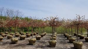 Some of these dwarf varieties include camelot, cinderella, guinevere, lancelot, lollipop, madonna and sargent tina. Tina Dwarf Flowering Crabapple Wilson Nurseries