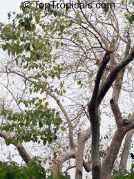 Image result for Grewia arborea