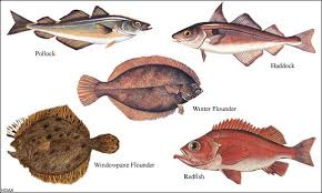 Wahoo is currently an unregulated species in florida, which means the default bag limit is two fish or 100 pounds per person per day, whichever is more. Beware Do Not Eat The Following Fishes Types Of Fish