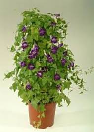 Image result for Gynura scandens