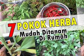 Banyak sekali tanaman herbal di indonesia, sehingga tidak hanya sekedar untuk mengobati penyakit tetapi juga untuk perawatan kunir atau kunyit merupakan tanaman herbal asli wilayah asia tenggara. 7 Pokok Herba Yang Mudah Anda Tanam Di Rumah