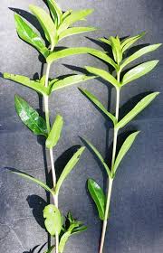 Image result for Ammannia aegyptiaca