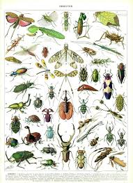 Insects Print 1936 Vintage Vintage Insect Art Antique Insect Etsy Vintage Insect Prints Insect Art Insect Print