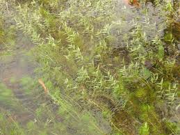 Image result for Coelachne