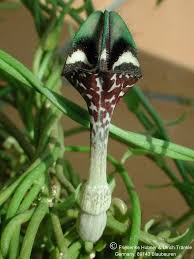 Image result for Ceropegia lugardiae