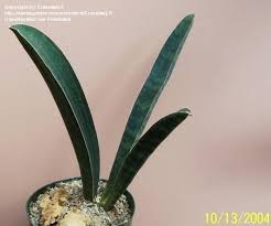 Image result for Sansevieria humiflora
