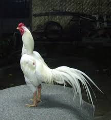 Psht Sidoarjo Ayam Jago