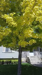 Sever Iron Manganese Chlorosis On Autumn Blaze Maple Acer