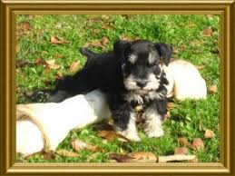 Puppies will e ready to go march 24th, 21. Miniature Schnauzer Puppies In Texas