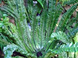 Image result for Aspleniaceae