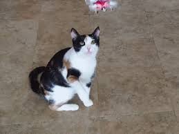 Https Encrypted Tbn0 Gstatic Com Images Q Tbn 3aand9gcsgygdlp8itd6dkcqlxuxvf0ykwhj6n6cwuvq Usqp Cau