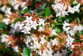 These white flowering shrub not only make your decor seem aesthetically appealing but also give you a feeling of greenery all around you. Small To Medium Shrubs Hedging Amazon Plant Growers