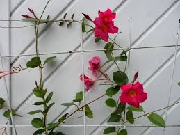 Image result for dipladenie sanderi obrázek