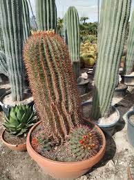 Como Comprar Cactus Naturales Grandes Online Jardin Postal