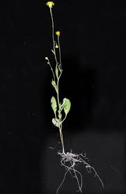 Image result for Senecio speciosus