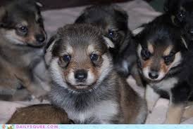 Golden retriever puppies | too cute! I Can Has Cheezburger Too Cute Funny Animals Online Cheezburger