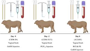 Frontiers | On-farm study: cytokine profiles and vaginal microbiome of Bos  indicus cattle before artificial insemination