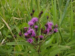 Image result for Vernonia wollastonii