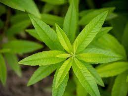 Use fresh lemon verbena leaves to make a delicately flavored tea or to flavor iced drinks. Gardening 101 Lemon Verbena Gardenista