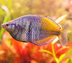 Aquarium Industries Care Sheets For Native Rainbow Fish