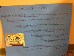 Linnaeus Leopard Gecko Classification Chart Vertebrates