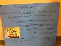 linnaeus leopard gecko classification chart vertebrates