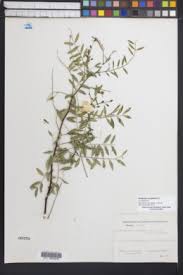 Image result for Sesbania keniensis