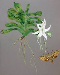 Image result for Angraecum