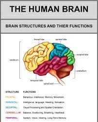 Functions In 2020 Human Brain Brain Lobes Brain Structure