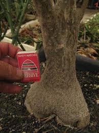 Image result for Fockea multiflora